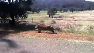 Wombat running