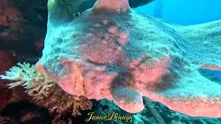 An Amazing Creature, A Giant Frog Fish, Antennarius commerson, In Moalboal, Cebu, Philippines 🇵🇭.