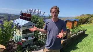 Как привлечь местных пчел в свой сад