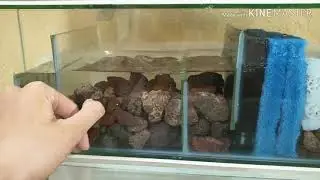 Chia sẻ Sài lọc Tràn ít thay nước mà cá lại khỏe