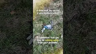 Bye-bye, beautiful #BlueJay #FeatheredFriends #RIPBlueJay #mindBlown #knowledgedrop