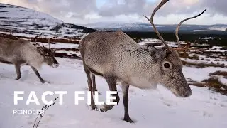 Facts about Reindeer