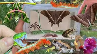 Unbelievable Insect Hunting Moments in the wild Nature,Butterfly,Snake,Frog,Betta fish ,Bee,moth