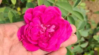 after a long time going to the nursery garden 🏡#gardening #nurserygarden #trending #viral #shorts