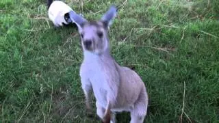 KANGAROO AND LEMUR PLAY TAG