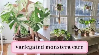 variegated monstera care tips!
