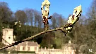 Dyrham Park garden through the four seasons 2019-2020