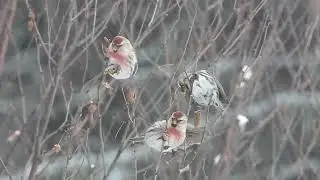 Common Redpoll