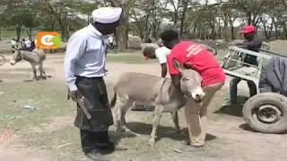 Donkeys in Naivasha affected by unknown disease