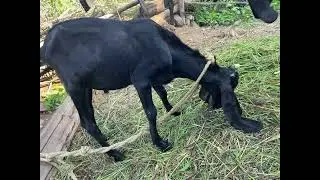 Goat farming is profitable Business | Animal lover #goat  #goatfarming #shortfeed #shorts #viral #yt