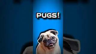 My Thoughts On Pugs (Viewer Request) #shorts