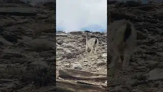 IBEX🐐Animal In Ladakh😳😳 this is climb any mountains #shorts #animals