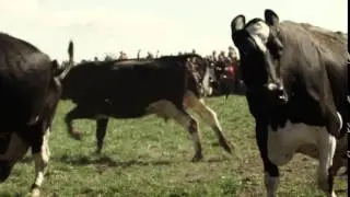 Kan &oslash;ko-k&oslash;er virkelig danse?