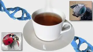 Why do I have Insect DNA in my Tea?