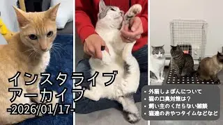 【猫雑談ライブ】外猫しょぼんとうちの子等、他｜インスタライブアーカイブ ｜2026/01/17