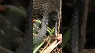 Cottonmouth's tip of his tail is moving. Wonder why that is happening? in The Villages, Florida