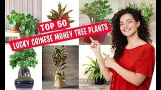 Top 50 Lucky Chinese Money Tree Plants for Home | Best Chinese money tree plant ideas 2023