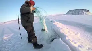 Hunting seals on dogsleds in Greenland with Inuits using nets