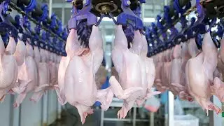 Usine moderne de transformation de viande de poulet -Machine Process