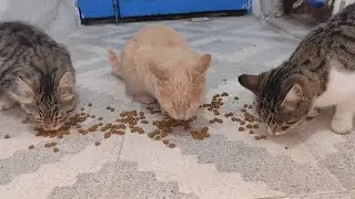 The stray cats are so hungry that they attack my hand.
