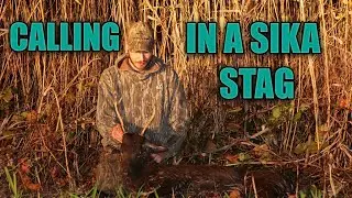 CALLING IN A MARYLAND SIKA STAG