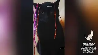 Funny menageriE