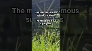 SUPER PET FOOD @ commercial ANIMAL STOCKFEED THE FASTEST GROWING HIGHEST PROTEIN GRASS IN THE WORLD