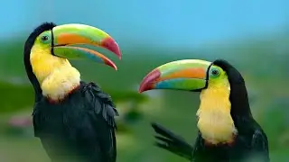 4 Amazing Toucan Facts! | Where to Find the Toucan | Toucan Nests | What do toucans eat?