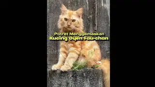 Potret Menggemaskan Fau-chan si Kucing Oyen yang Bikin Meleleh!