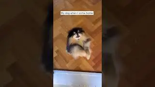 Dog Reacts To Owner Coming Home 🤗 #shorts #cute