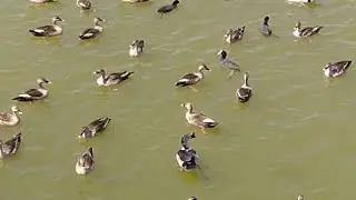 SPECIAL VLOGE|BEAUTIFUL BIRDS IN RANMAL TALAV|BY Fresh mode HITEN&KAJAL
