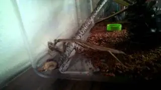 Mantis Nymph Hunting a Cricket