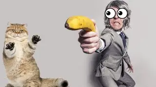 Funniest Animals - Funny Cats and Dogs Acting Weird - Funny Video