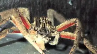 Costa Rican Wandering Spider (Cupiennius coccineus)