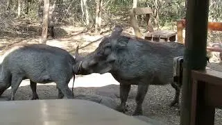 Warthog mating see how interesting it is.. v8 turbo kasongo
