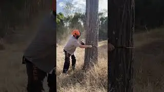 WHACK!! Big dead Ironbark tree bows down in 55 seconds with STHIL 500i #shorts #sthil #alive