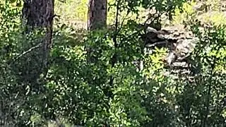Deer on PNF Willow Creek Trail September 4, 2024 1 of 2