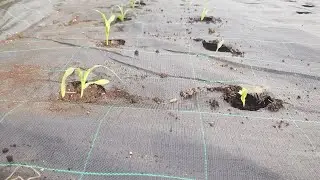 How to grow corn / how to plant corn with black plastic