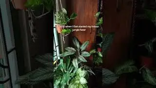 #houseplantlover #plantlovers #houseplantsmakemehappy #plantroom #houseplantcollection