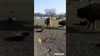When mama cows not having it #cow #attack