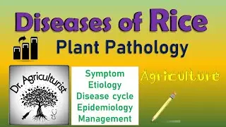 L13 Diseases of Rice | धान में लगने वाले रोग और उनका समाधान | rice blast @doctor.agriculture