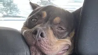 r/AnimalsBeingDerps | The vet visit&rsquo;s gonna be expensive