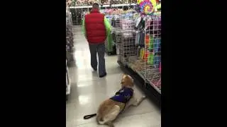 Service Dog Follows &lsquo;Down&rsquo; Command in a Store - SDWR