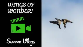 Wings Of Wonder: Soaring Swallows