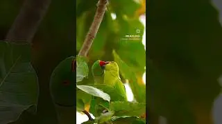 Cute Parrot Couple 😍🥰 #love #song #youtubeshorts #nature #music #shorts