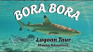 Lagoon Snorkel - Bora Bora - Moana Adventure