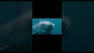 Shark no comments
