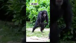 Chimpanzee Dances And Shocks Everyone! #shorts