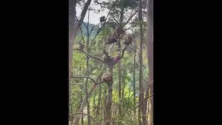 Daily Life Monkeys - Monkey Zoo