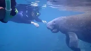 Daily Manatee Tour in Crystal River, FL  {River Ventures}